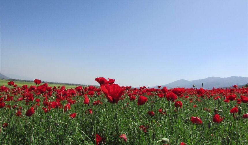 İslahiye Ovası'nda gelincik tarlaları görsel şölen sunuyor