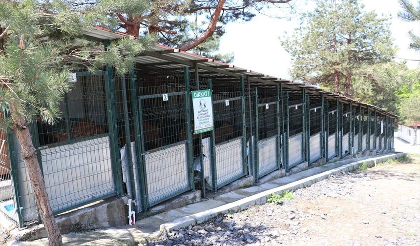 Zonguldak'taki doğal yaşam alanları 12 binden fazla sahipsiz köpeğe yuva oluyor