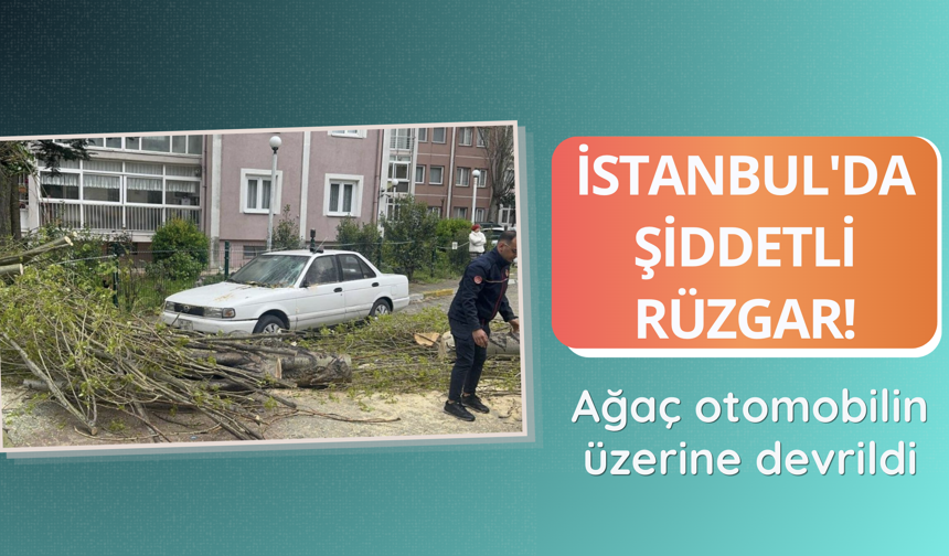 İstanbul'da şiddetli rüzgar nedeniyle ağaç devrildi