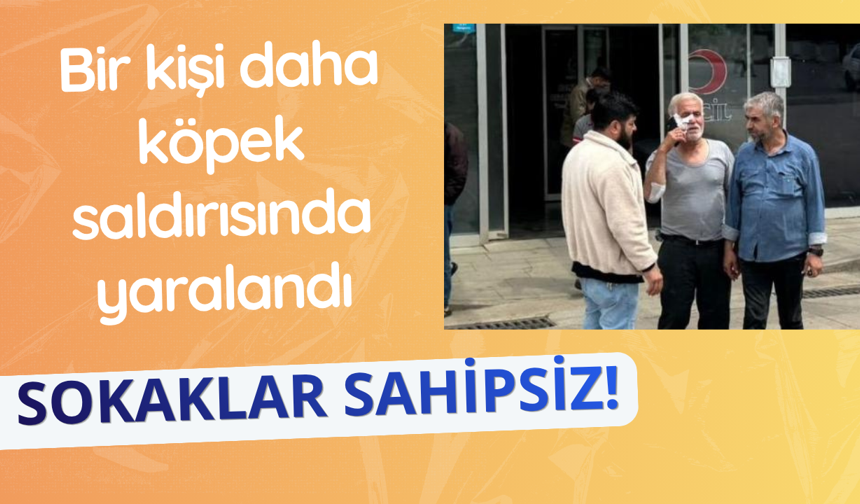 Yine köpek yine saldırı! 1 yaralı