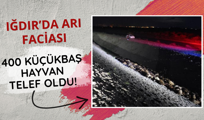 Iğdır'da arı faciası! 400 küçükbaş hayvan telef oldu