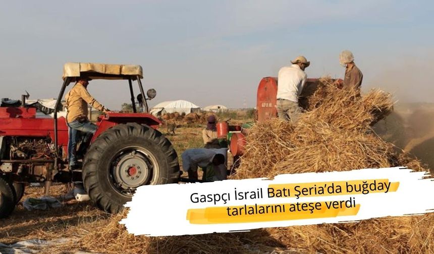 Gaspçı İsrailliler buğday tarlalarını ateşe verdi