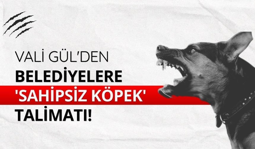 Vali Gül'den belediyelere 'sahipsiz köpek' talimatı!