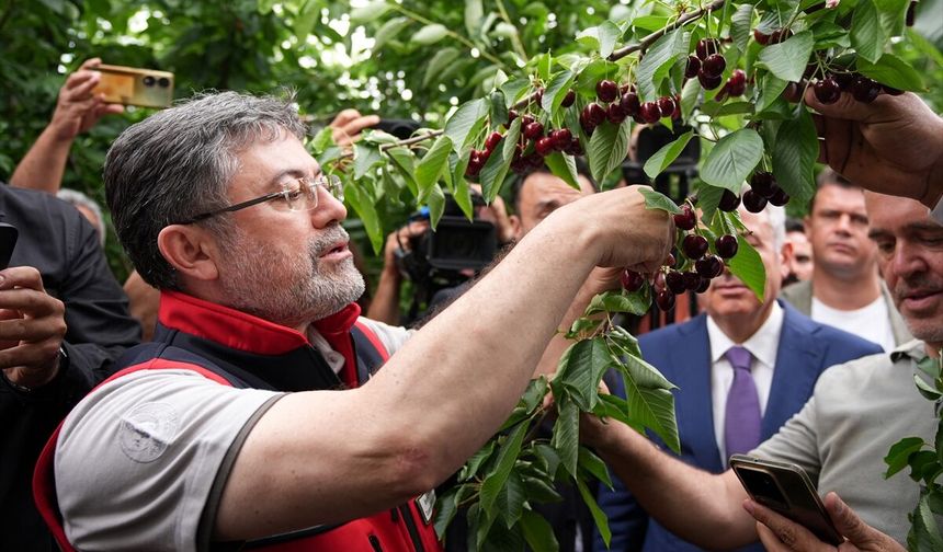 Bakan Yumaklı İzmir'de kiraz hasadına katıldı