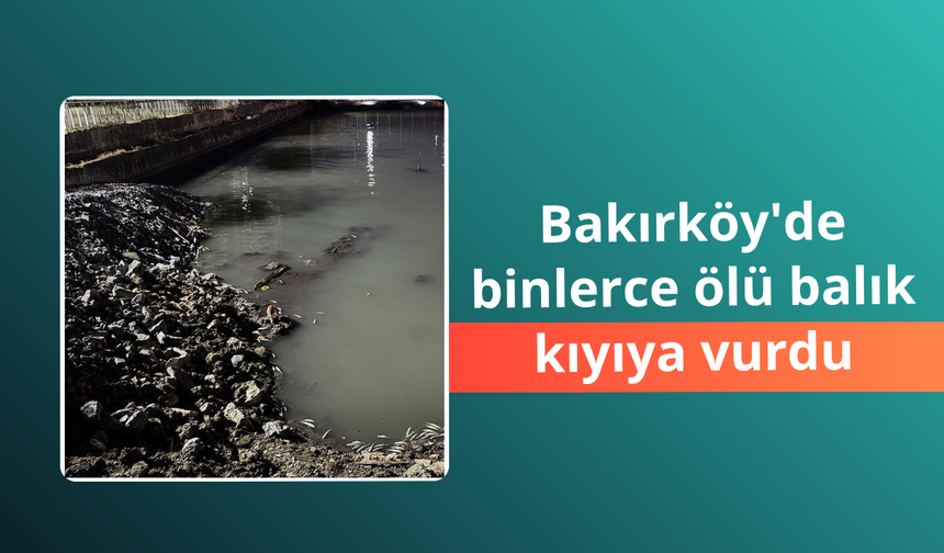 Bakırköy'de dere yatağında binlerce ölü balık kıyıya vurdu