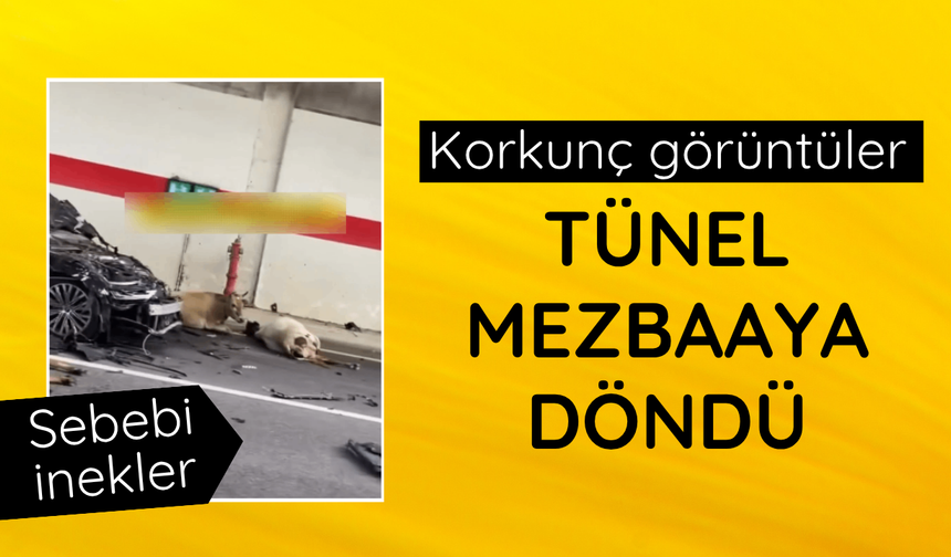 Şile'de 2 otomobilin tünelde çarptığı 10 inek telef oldu