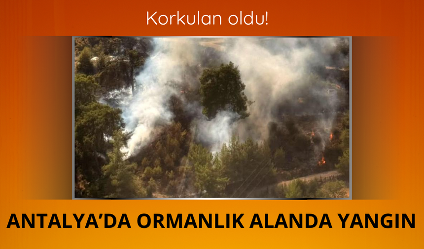 Antalya'da ormanlık alanda yangın