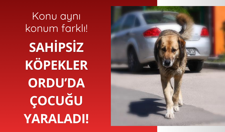 Ordu'da sahipsiz köpekler çocuğa saldırdı