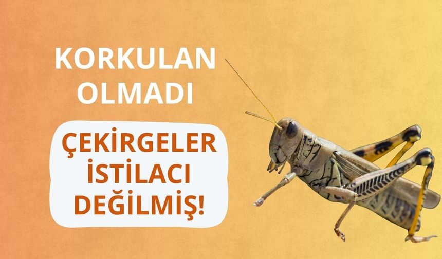 Korkulan olmadı: Çekirgeler istilacı değilmiş!
