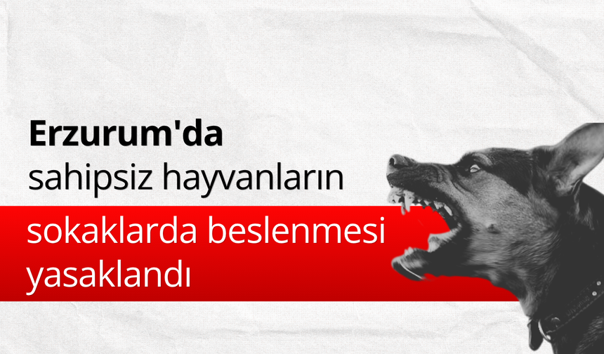 Erzurum'da sahipsiz hayvanların sokaklarda beslenmesi yasaklandı