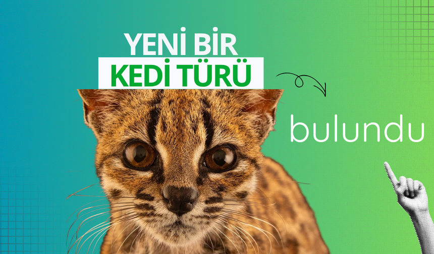 Yeni bir kedi türü bulundu