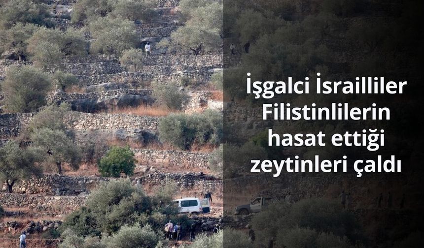 İşgalci İsrailliler, Filistinlilerin hasat ettiği zeytinleri çaldı