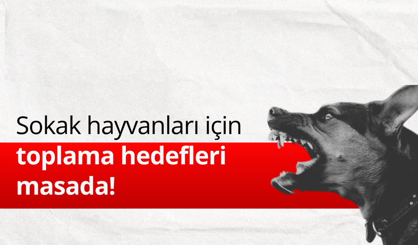 Sokak hayvanları için toplama hedefleri masada!