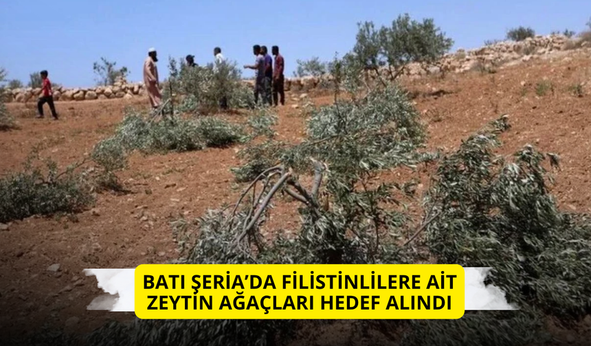 Batı Şeria’da Filistinlilere ait zeytin ağaçları hedef alındı