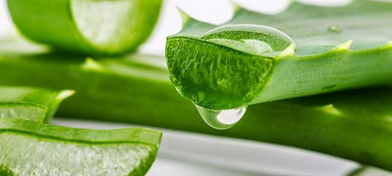 aloe vera gel kühlschrank Aloe Vera Gold Hautgel