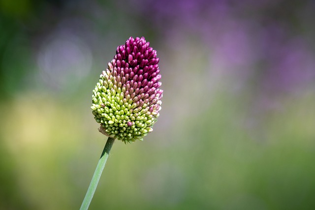 allium-scorodoprasum_5c67023168aed29fc366a9bd63480a45.jpg