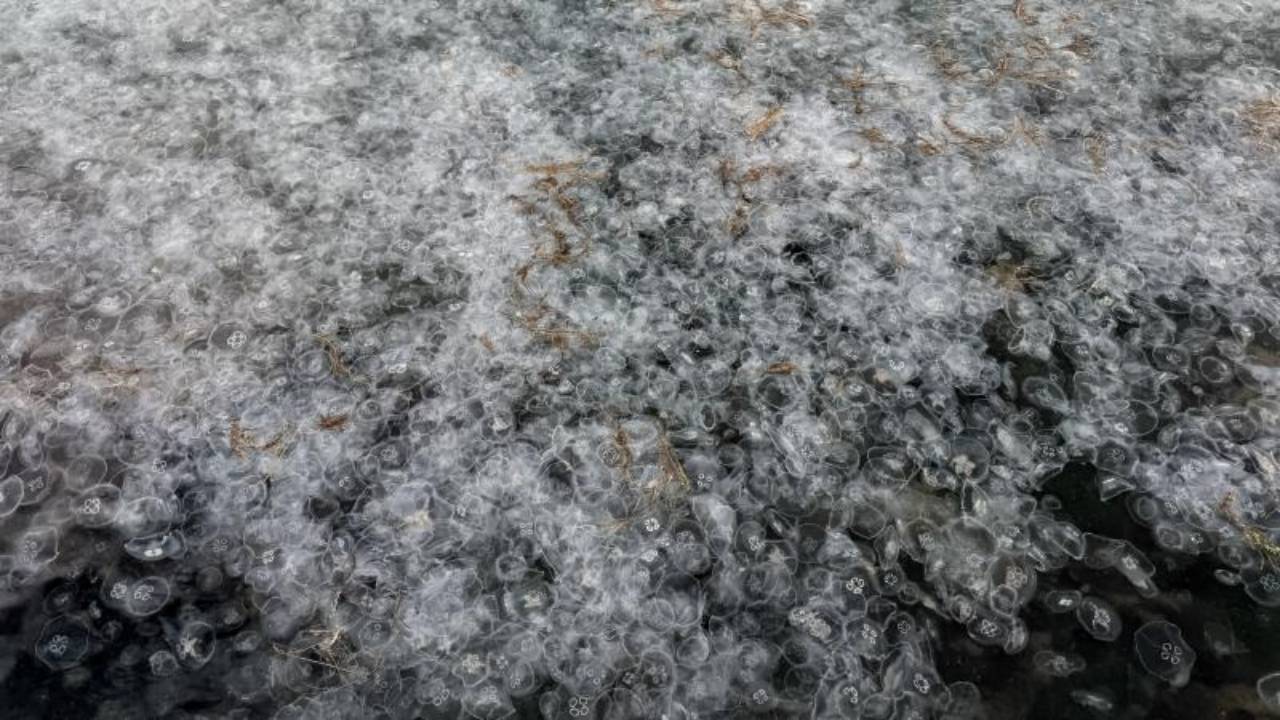 Sinop kıyılarında denizanası istilası