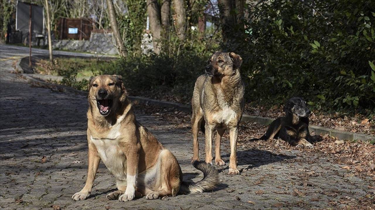 Köpeklerin saldırısında kızını kaybeden babadan yetkililere çağrı