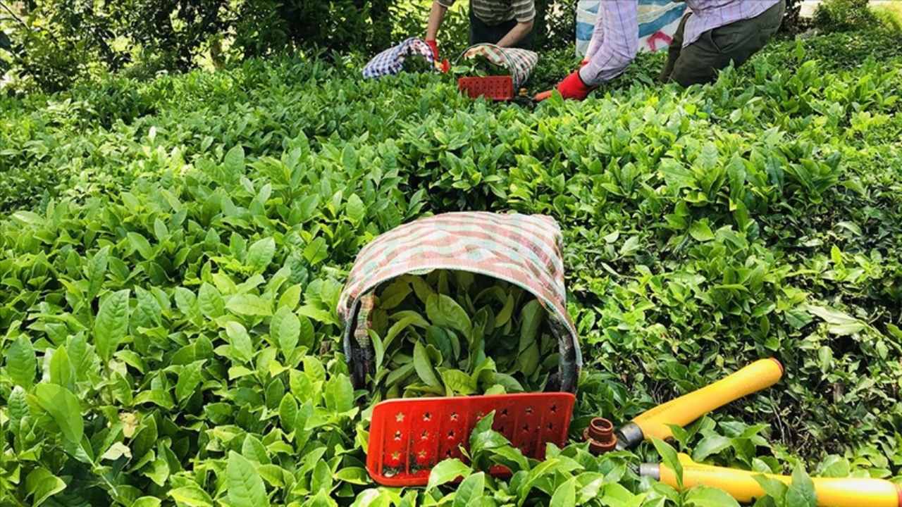 ÇAYKUR'da birinci sürgün yaş çay alımları tamamlandı