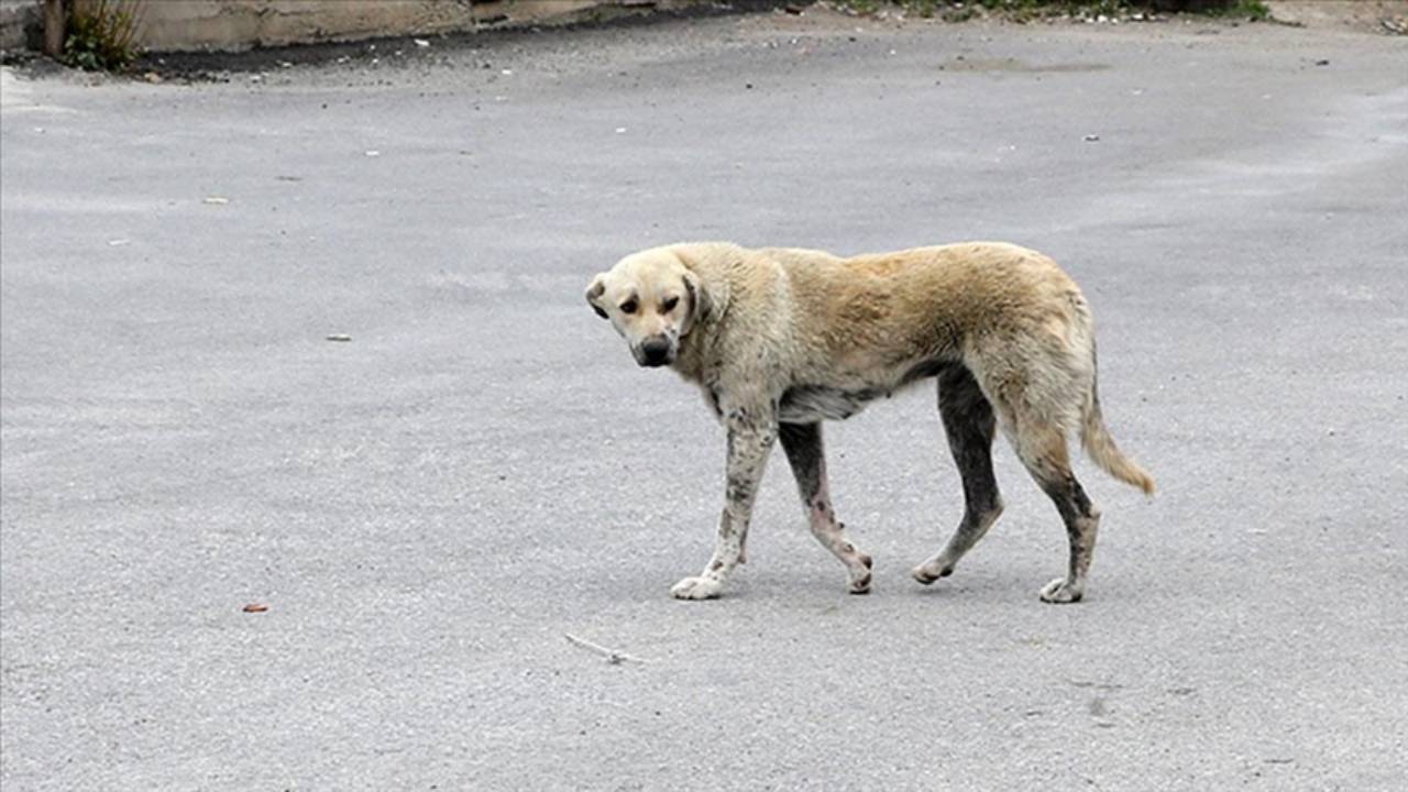 Ekmek almaya giden çocuğa köpekler saldırdı!