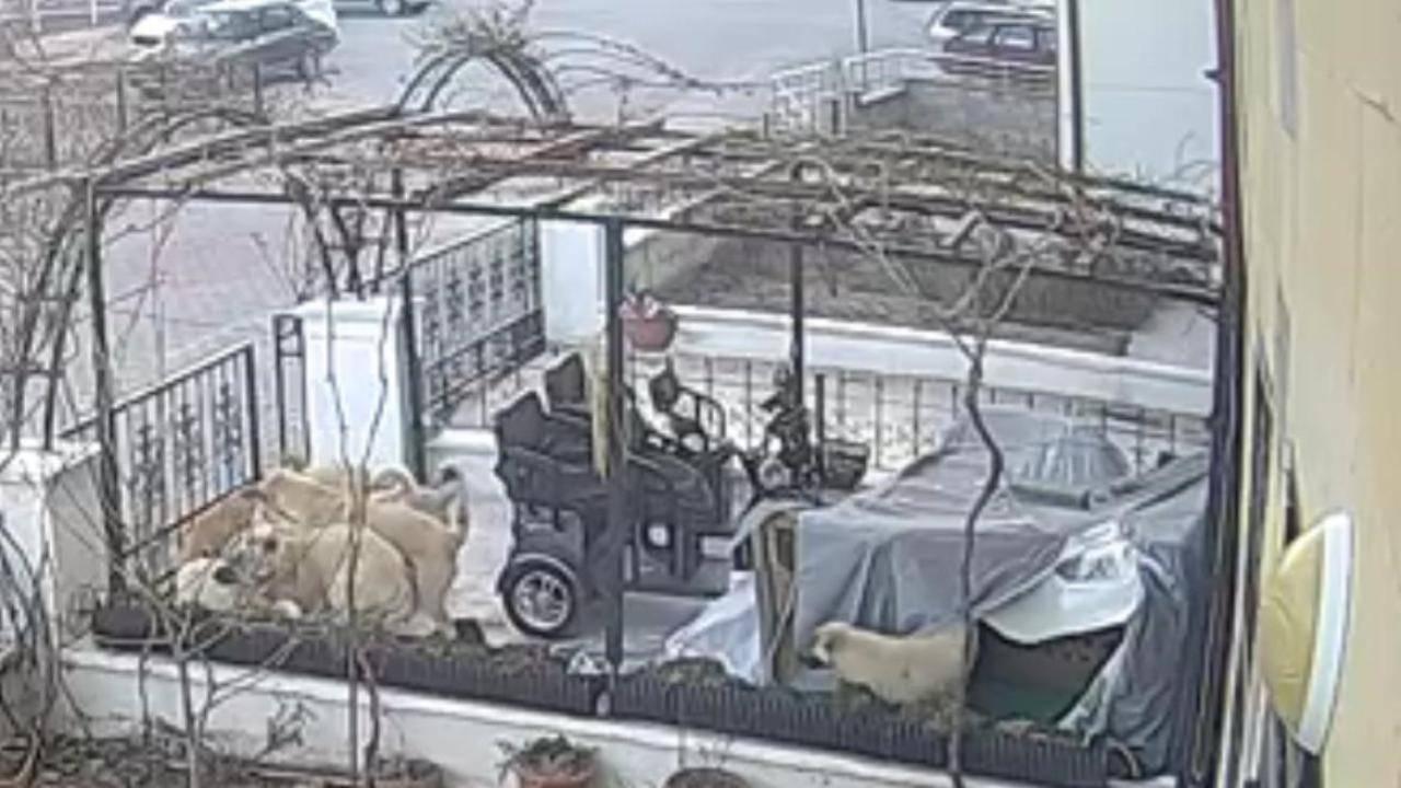 Başıboş köpekler şimdi de bir kediyi öldürdü