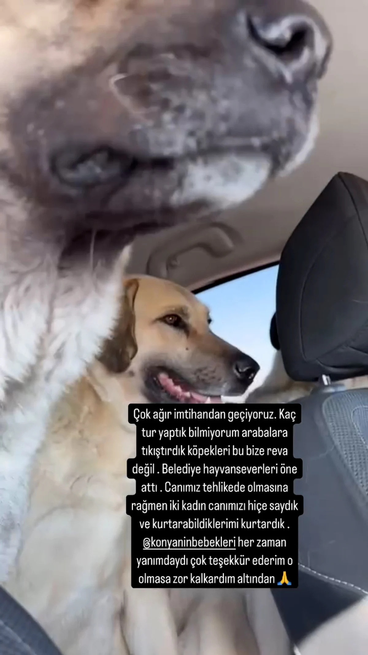 Köpekçiler2