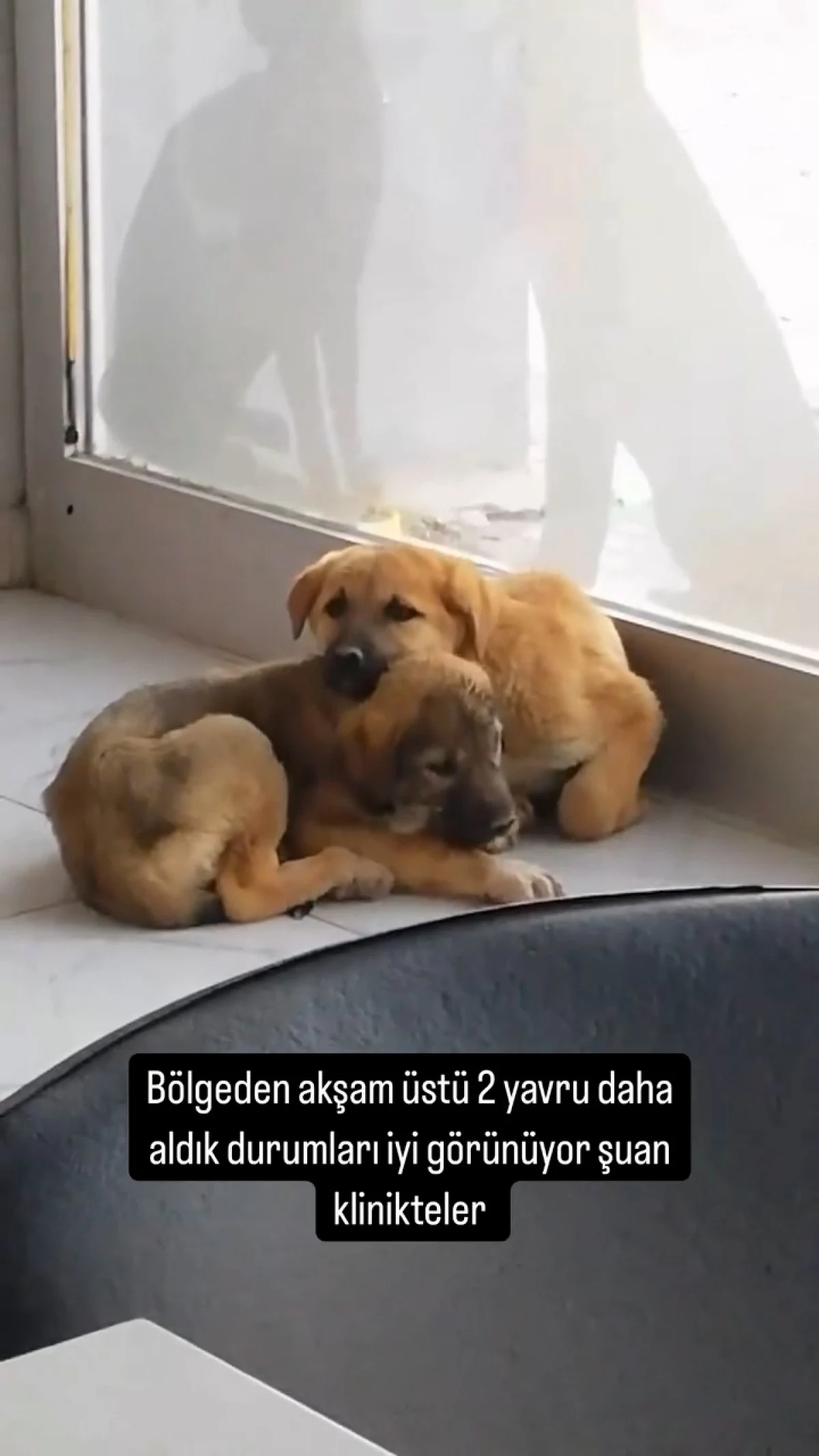 Köpekçiler3