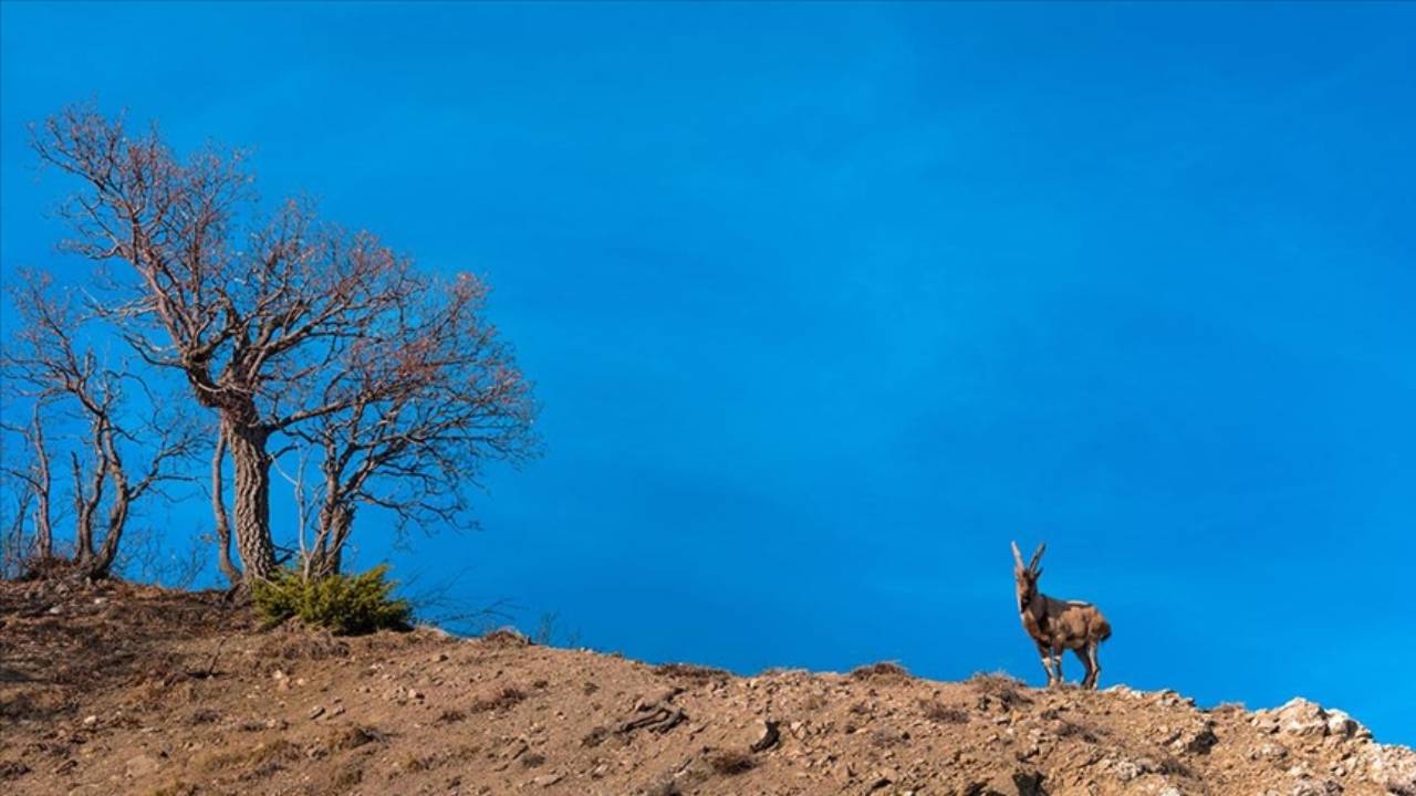 Bingöl'de yaban keçisi görüntülendi