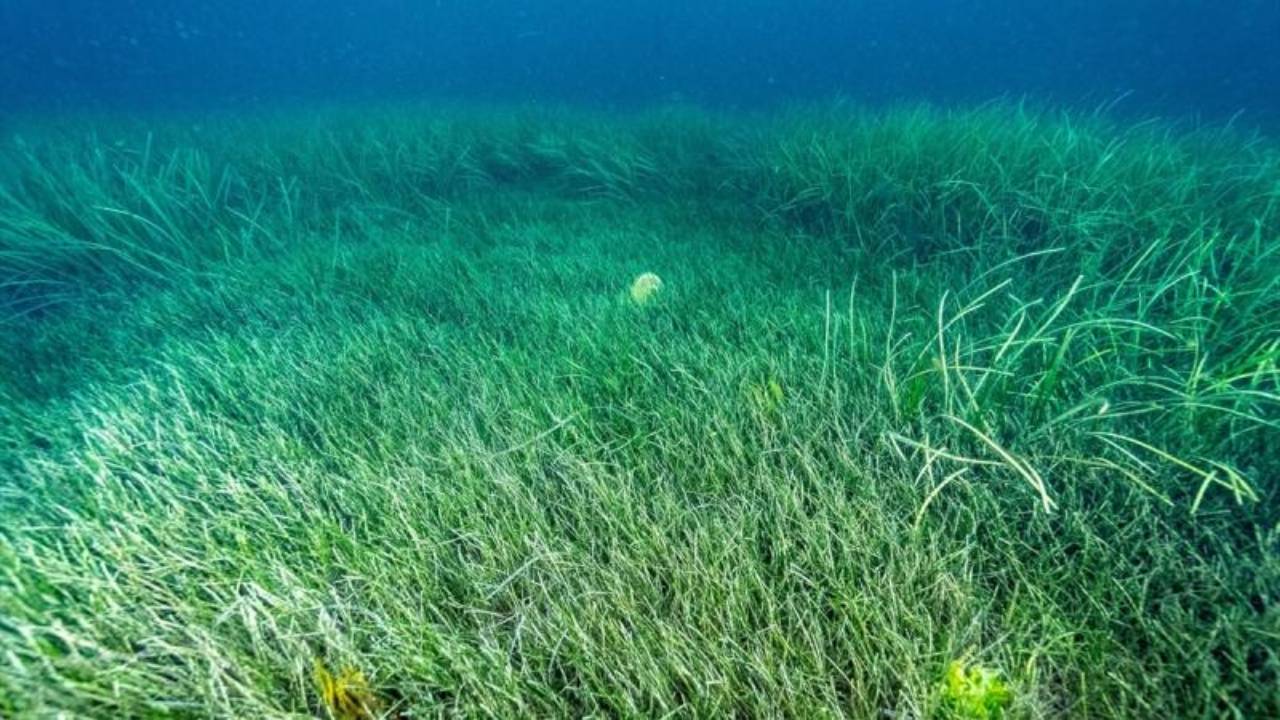 Müsilajla mücadelede deniz çayırları ve pina midyeleri kullanılacak