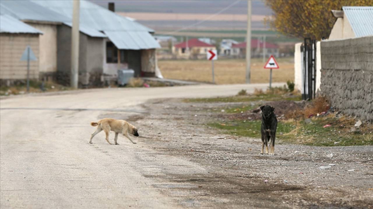 Evinin önünde oyun oynayan çocuğa köpek saldırdı!