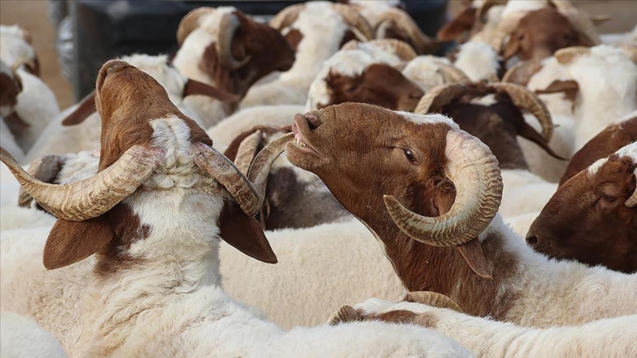 Doğu Anadolu'dan batıdaki illere kurbanlık sevkiyatı başladı