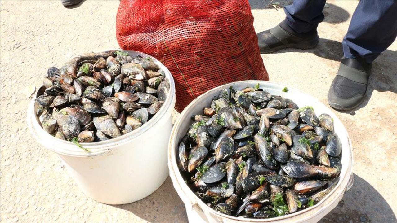 Samsun'da kaçak avlanan 1 ton midye ele geçirildi