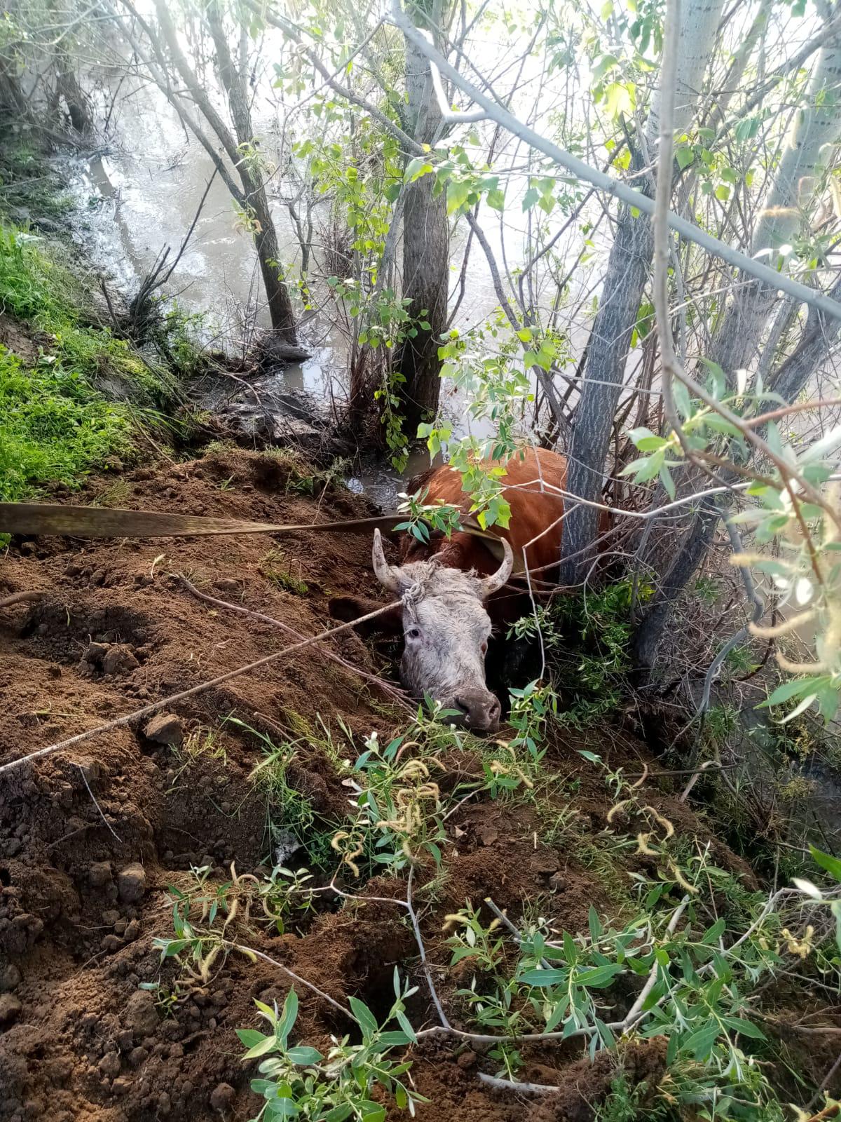 Erzincan'da nehir kıyısına düşen inek kurtarıldı