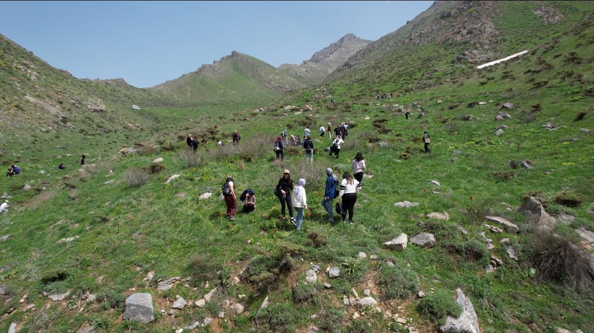 Hakkari'de ters lalelerin süslediği Şivişk Vadisi doğaseverleri cezbediyor