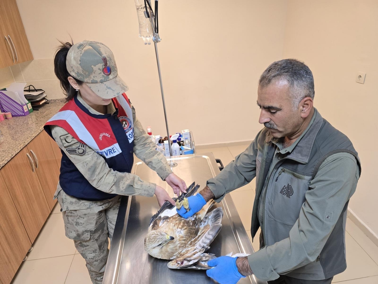Şanlıurfa'da yaralı bulunan kartal tedavi altına alındı