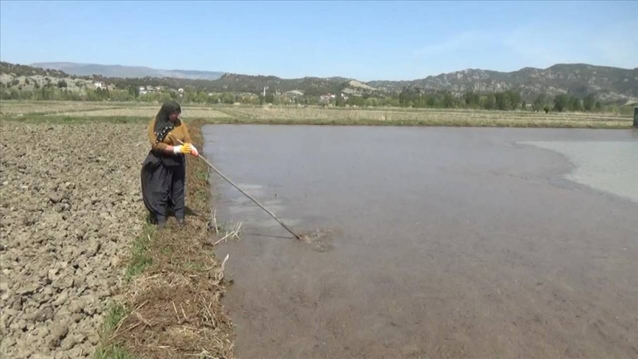 Sinop'ta çeltik ekimine başlandı