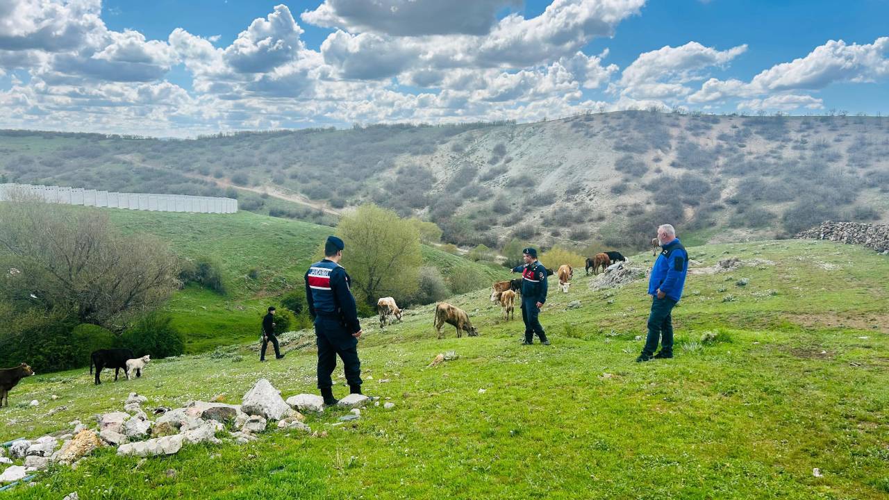 Yozgat'ta kaybolan büyükbaş hayvanlar jandarma tarafından bulundu