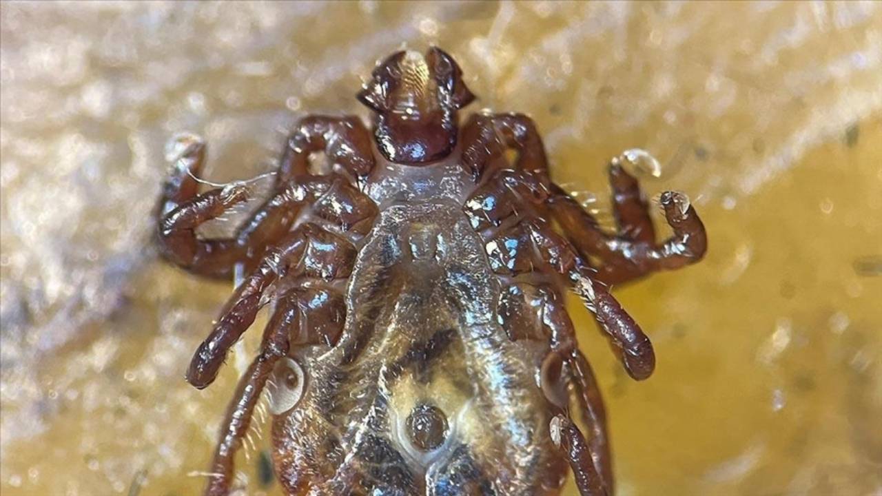 Boynuzlu Kene Nedir? Hangi Hastalıklara Sebep Olur?