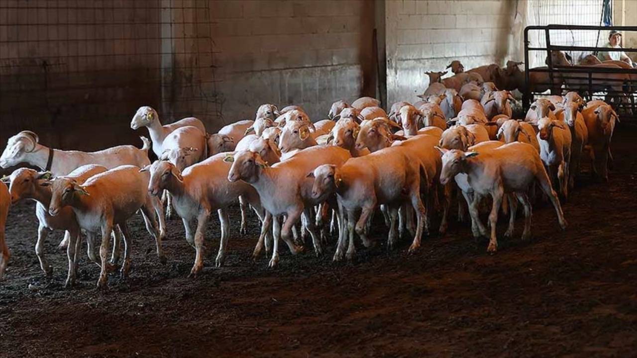 Şırnak'ta yıldırım isabet eden 95 küçükbaş hayvan telef oldu
