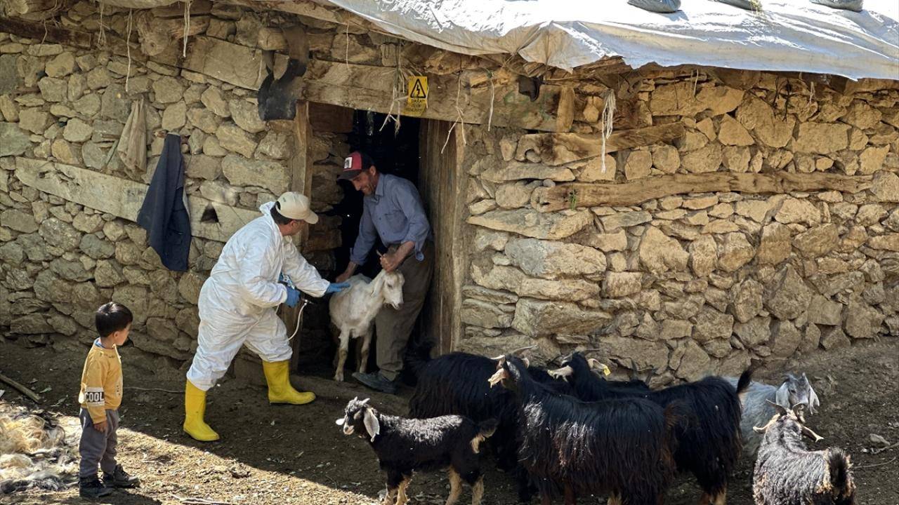 Tarım ve Orman Bakanlığı'ndan şap hastalığı açıklaması
