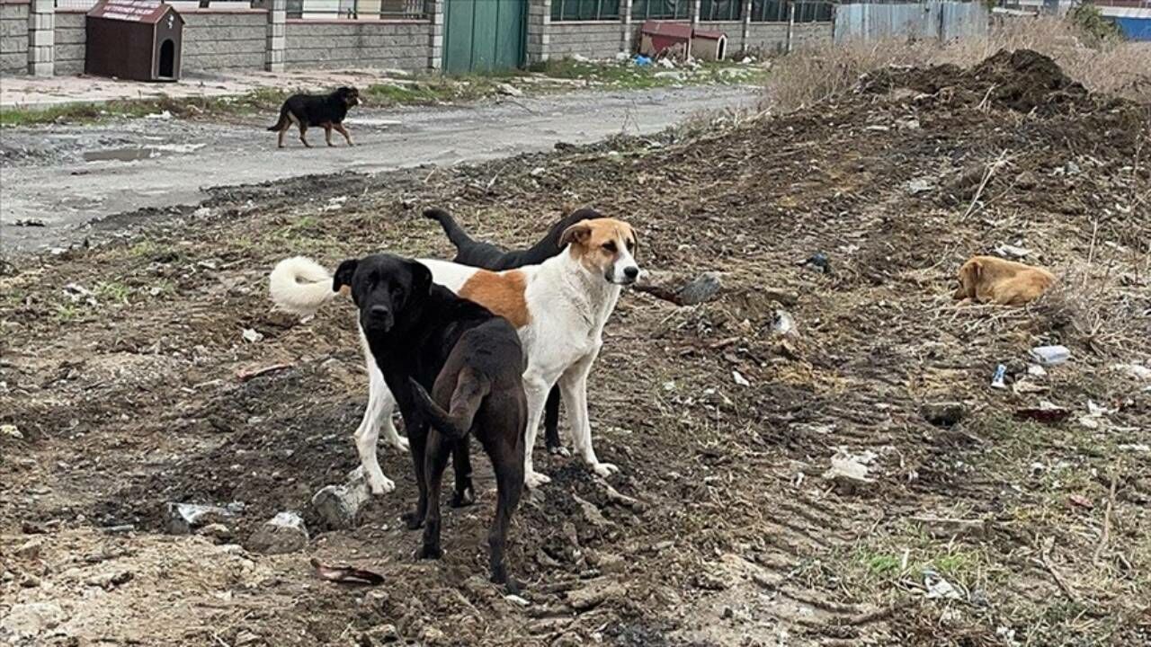 Şanlıurfa'da bir çocuğun sahipsiz köpeğin saldırısına uğramasıyla ilgili müfettiş görevlendirildi
