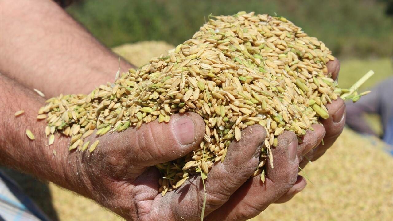 2026 yılı çeltik alım fiyatları belli oldu