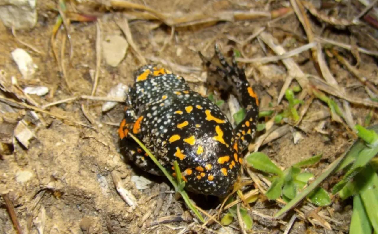 Kızılca Kurbağa-1