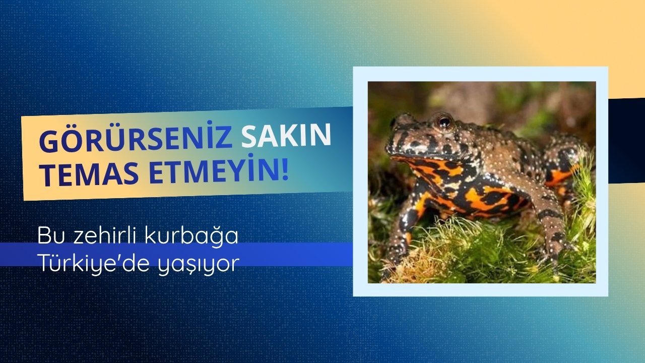 Bu Zehirli Kurbağa Türkiye'de Yaşıyor!