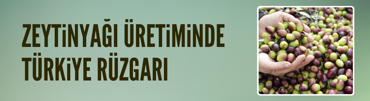 Zeytinyağı üretiminde Türkiye rüzgarı
