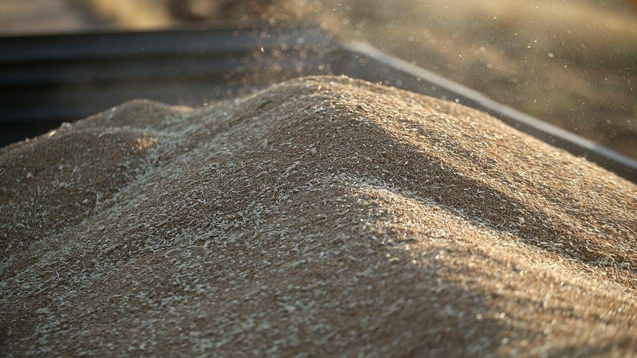 Buğday fiyatları sert düştü!