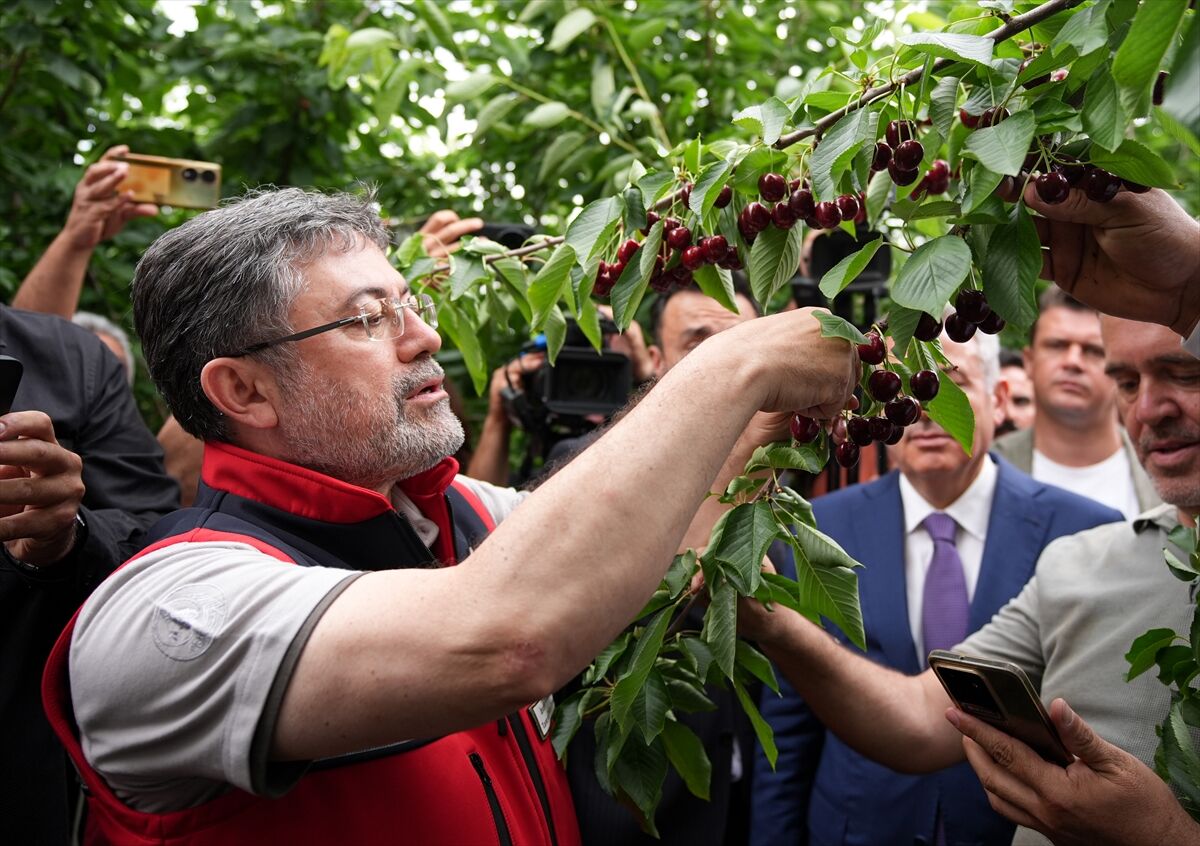 Bakan Yumaklı İzmir'de kiraz hasadına katıldı