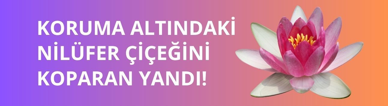 Koruma altındaki nilüfer çiçeğini koparan yandı!
