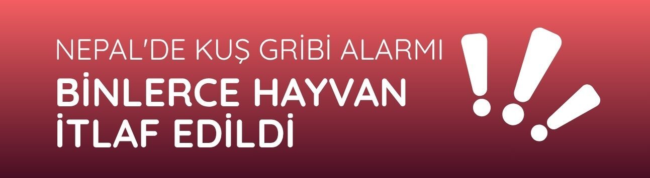Nepal'de kuş gribi alarmı: Binlerce hayvan itlaf edildi