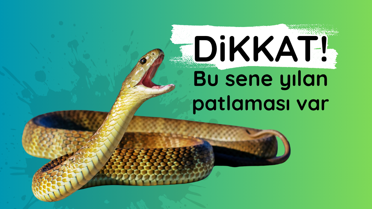 Bu yıl neden daha fazla yılan görülüyor?